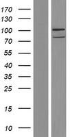 ARMC5 Human Over-expression Lysate