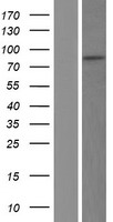 TLE3 Human Over-expression Lysate