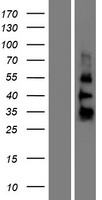 ZGLP1 Human Over-expression Lysate