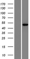 CRPPA Human Over-expression Lysate
