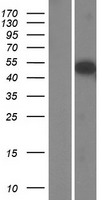 SH2D7 Human Over-expression Lysate