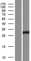 RESP18 Human Over-expression Lysate