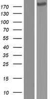 Complement C3 (C3) Human Over-expression Lysate