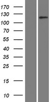 SLC12A1 Human Over-expression Lysate