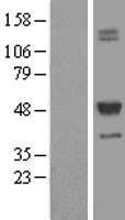TCN2 Human Over-expression Lysate