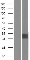 Aquaporin 2 (AQP2) Human Over-expression Lysate
