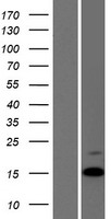Vasopressin (AVP) Human Over-expression Lysate