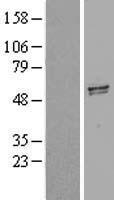 GDF 5 (GDF5) Human Over-expression Lysate