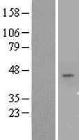 CD55 Human Over-expression Lysate
