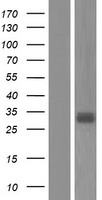 IGFBP3 Human Over-expression Lysate