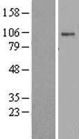 ATP1A2 Human Over-expression Lysate