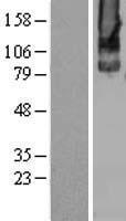 Metabotropic Glutamate Receptor 2 (GRM2) Human Over-expression Lysate