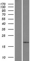 IL5 Human Over-expression Lysate