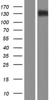 CD11c (ITGAX) Human Over-expression Lysate