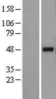 KCNJ5 Human Over-expression Lysate