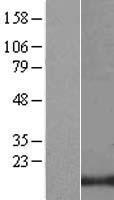 LIM domain only 3 (LMO3) Human Over-expression Lysate