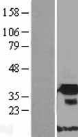 FNDC9 Human Over-expression Lysate