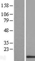 BLOC1S2 Human Over-expression Lysate