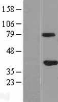 GMPR2 Human Over-expression Lysate
