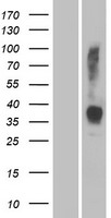 OR2W3 Human Over-expression Lysate