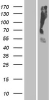 OR2T35 Human Over-expression Lysate