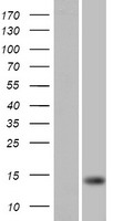 FARP1 Human Over-expression Lysate