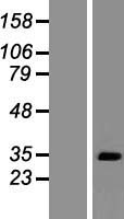 POLR1F Human Over-expression Lysate