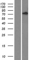 FYB2 Human Over-expression Lysate