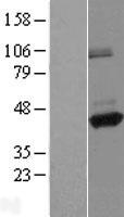 ANKRD26P1 Human Over-expression Lysate
