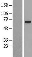PARP3 Human Over-expression Lysate