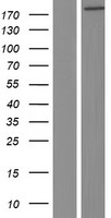 RREB1 Human Over-expression Lysate