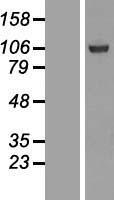 SFMBT1 Human Over-expression Lysate