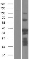 PSRC1 Human Over-expression Lysate