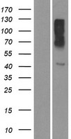 Olfactory receptor 10X1 (OR10X1) Human Over-expression Lysate