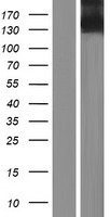 ITGA11 Human Over-expression Lysate