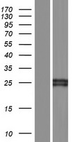 CD64 (FCGR1B) Human Over-expression Lysate