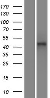 PH domain containing family G member 7 (PLEKHG7) Human Over-expression Lysate
