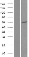 CACNB4 Human Over-expression Lysate
