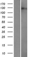Atrophin 1 (ATN1) Human Over-expression Lysate