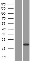 CST9 Human Over-expression Lysate