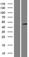 CCBL2 (KYAT3) Human Over-expression Lysate