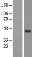 TPST2 Human Over-expression Lysate