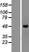 Vitamin D Receptor (VDR) Human Over-expression Lysate