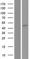 MASP1 Human Over-expression Lysate