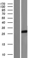 SIRPG Human Over-expression Lysate