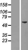 ZNFN1A2 (IKZF2) Human Over-expression Lysate