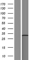TATDN3 Human Over-expression Lysate