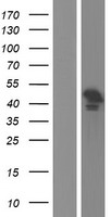 Gasdermin like (GSDMB) Human Over-expression Lysate