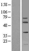 FIGNL1 Human Over-expression Lysate