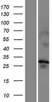 TMEM202 Human Over-expression Lysate